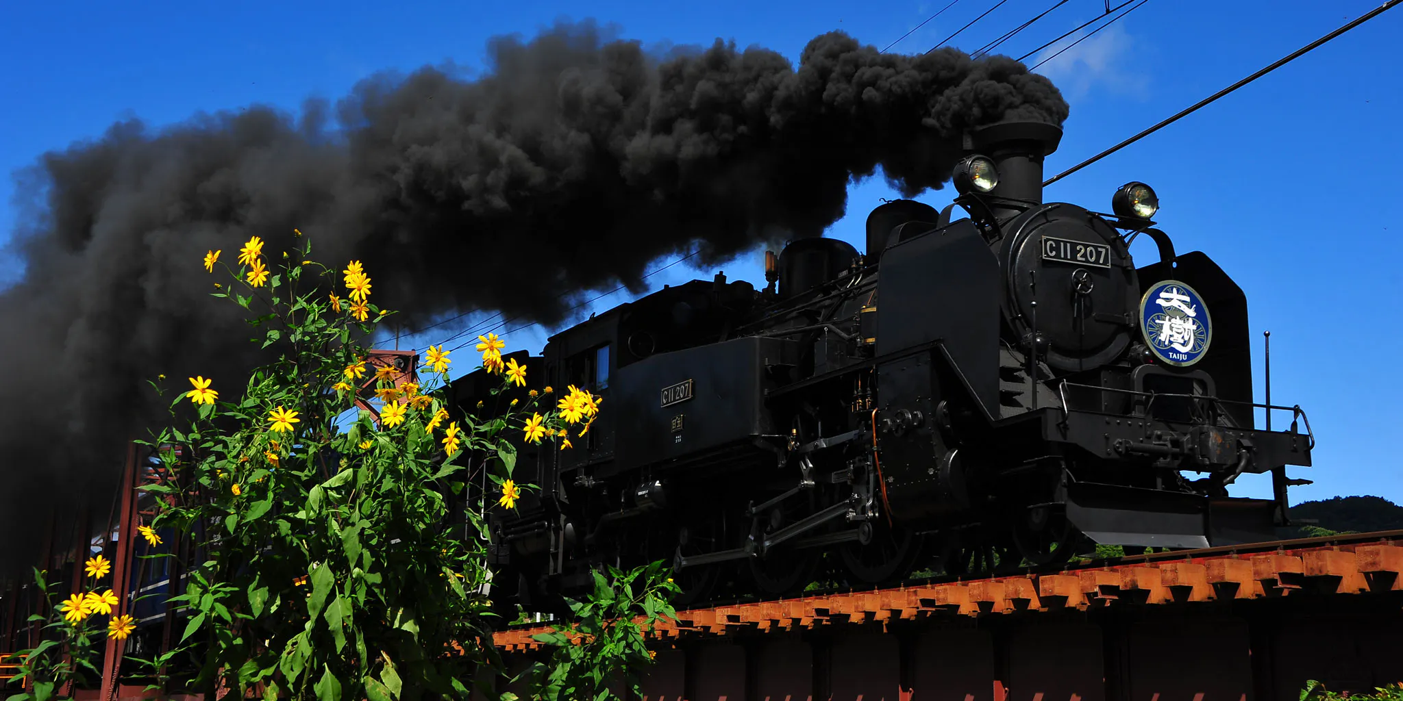 SL Taiju steam locomotive (C11 207) emitting black smoke, with yellow flowers in the foreground