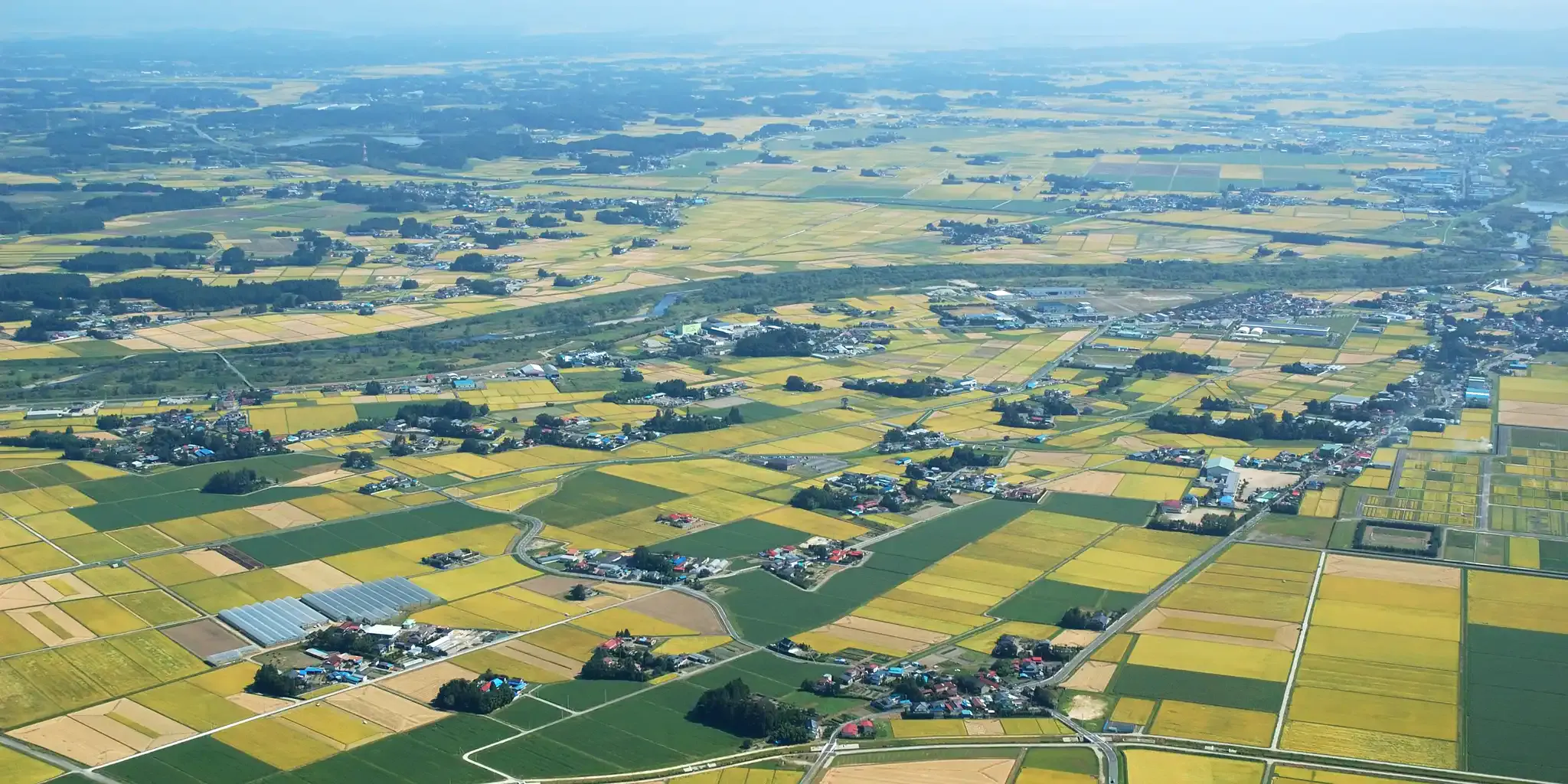Vue aérienne d'une région agricole où alternent rizières jaunes et vertes proches de la récolte, parsemée de hameaux entourés de bosquets.