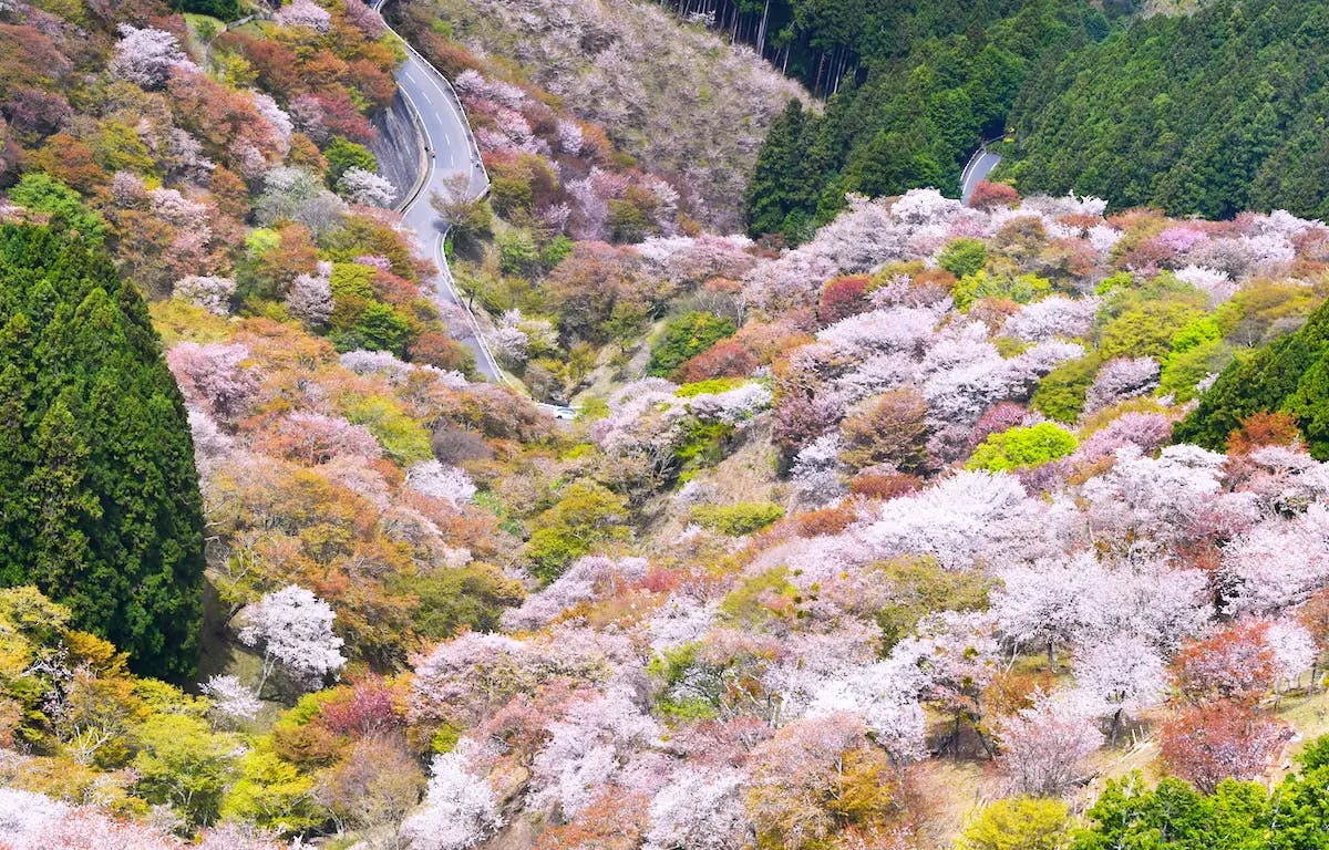 接近盛開的櫻花