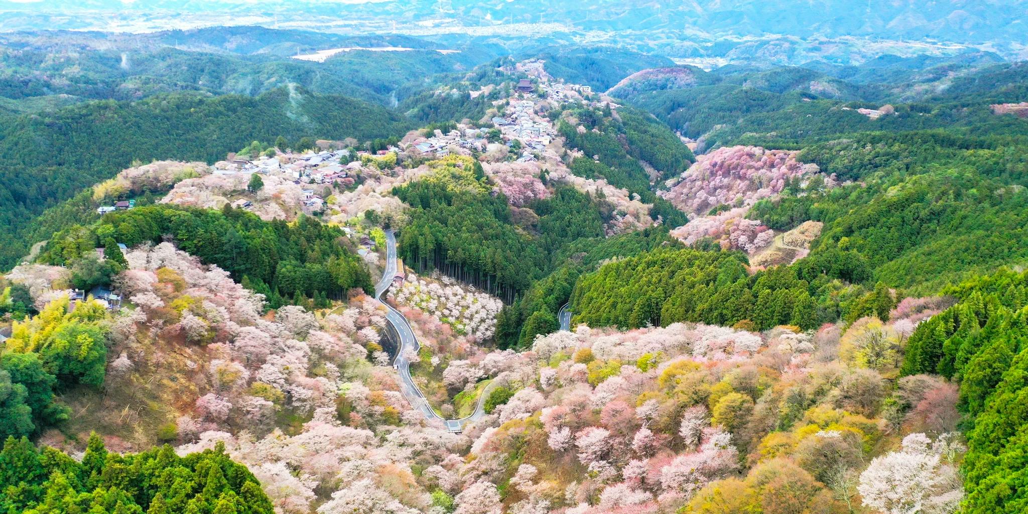 上から桜