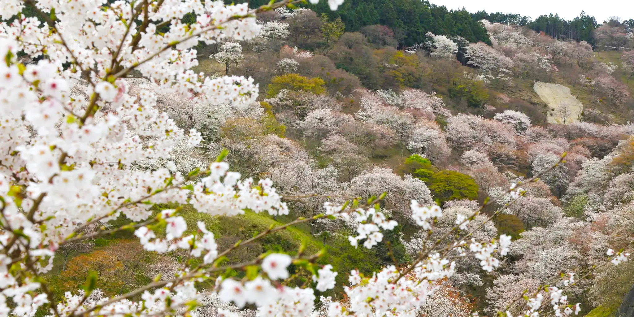 桜アップ