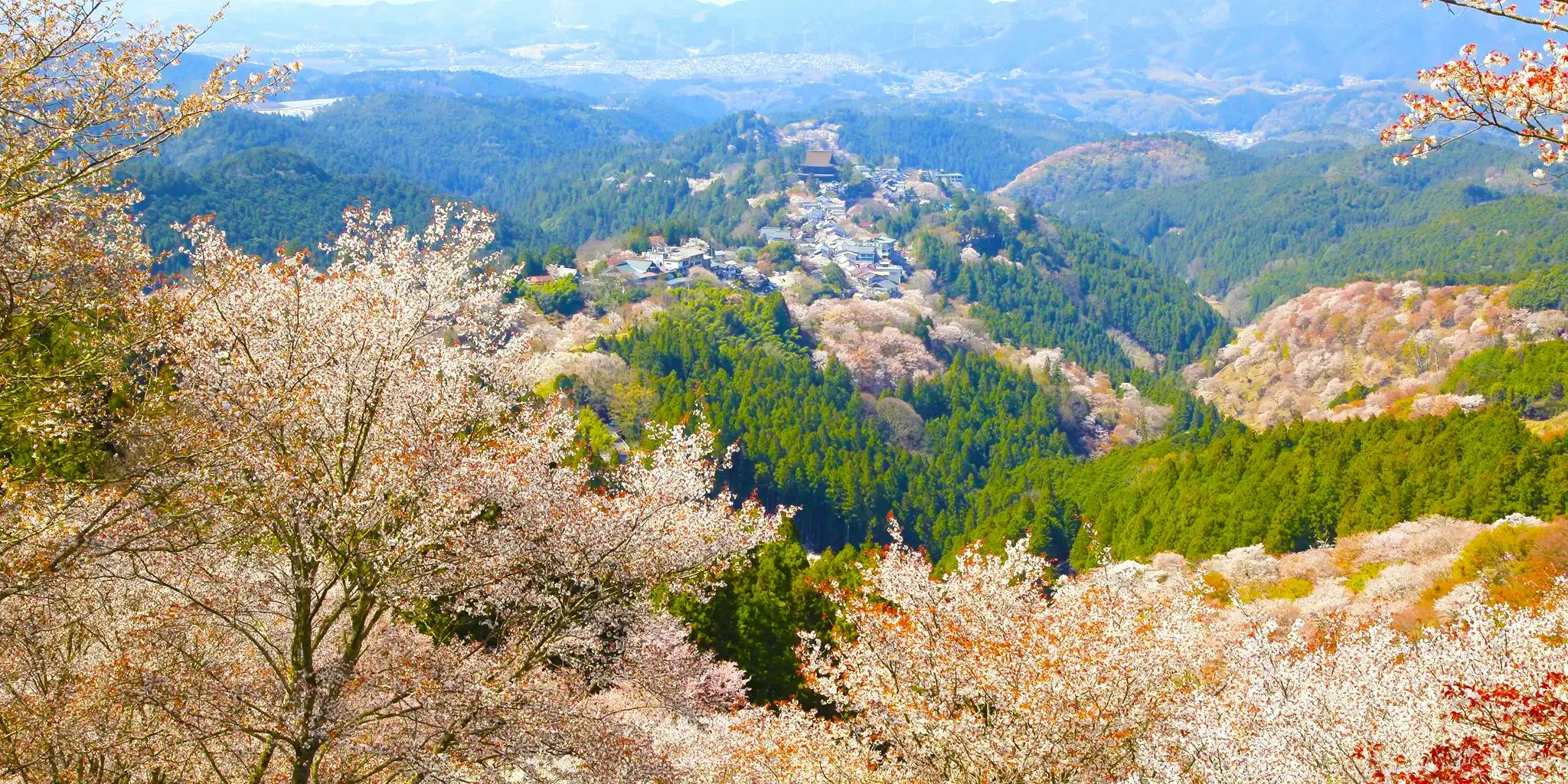 山の中腹から桜