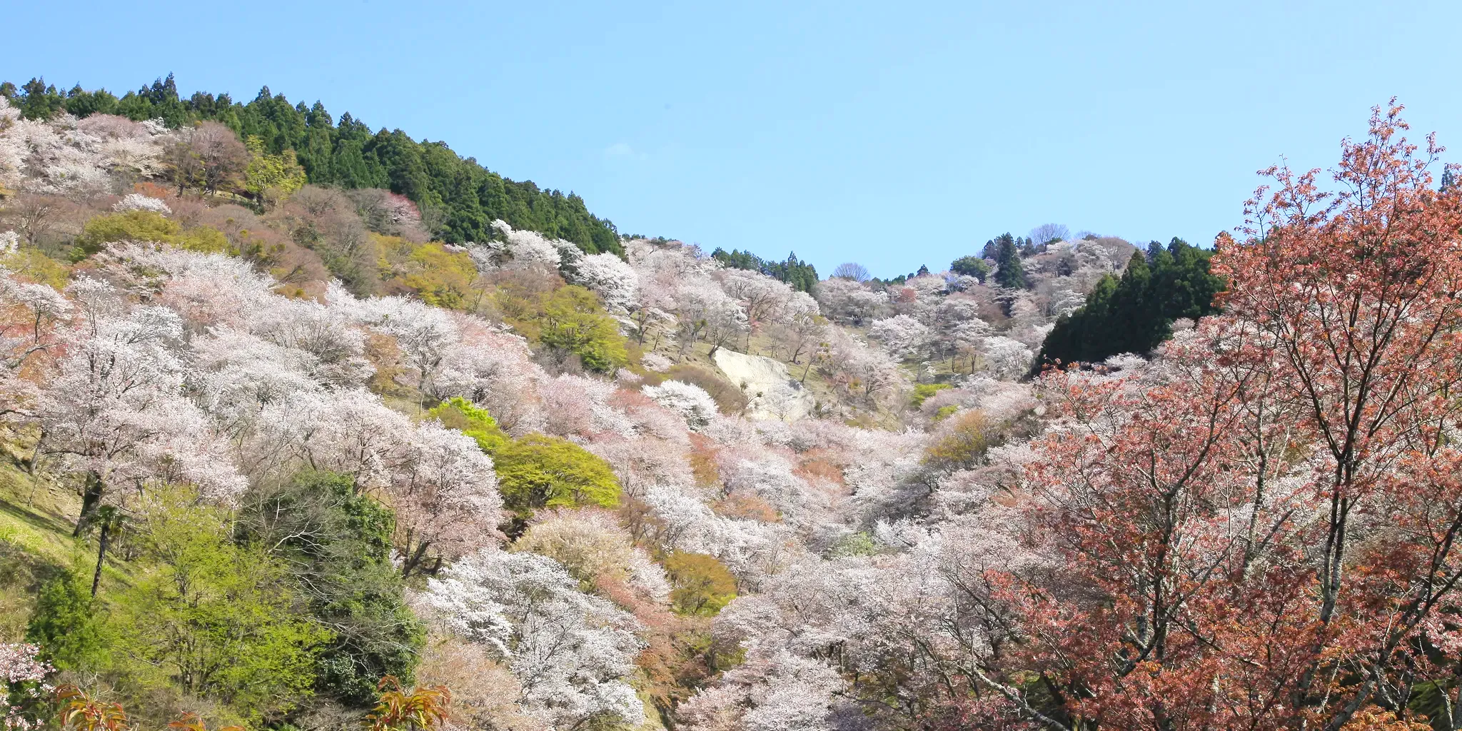 下から桜