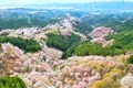 上から桜